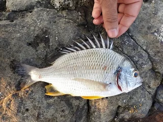 Dhandia fish