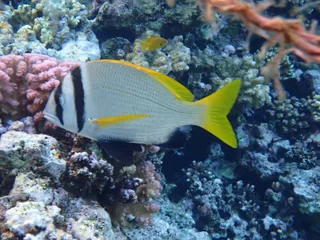 Captain fish
