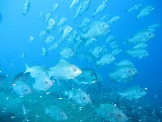 Patal fish