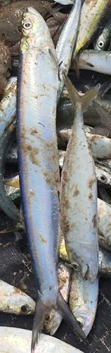 Kapdadan fish