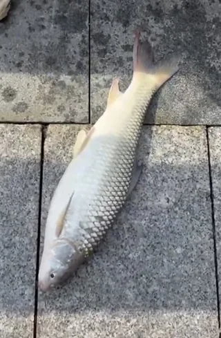 Muraki fish