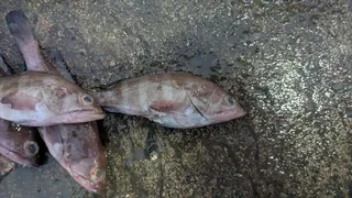 Dama fish