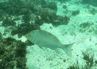 Mulla fish