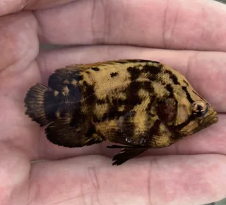 Dai fish