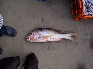Heera fish