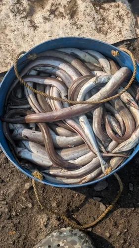 Baam fish