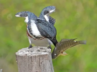 Dahiya fish