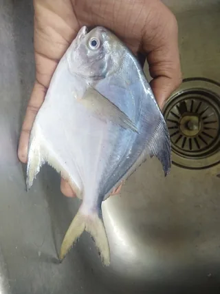 Safaid Paplet fish