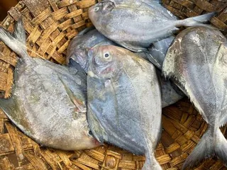 Kala Paplet fish