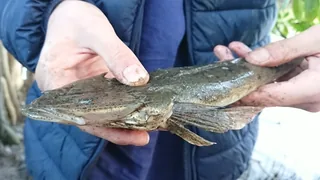 Kukkar fish