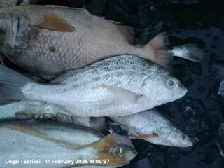 Dhotar fish