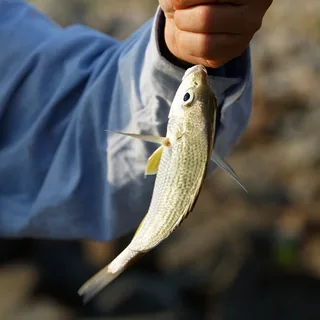 Uldi fish