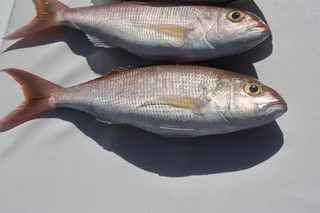 Khopra fish