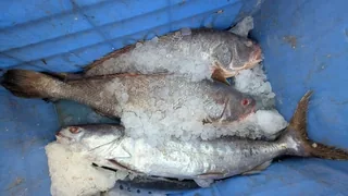 Rinji fish