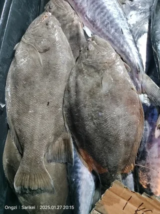 Hajjam fish