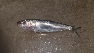 Luar fish