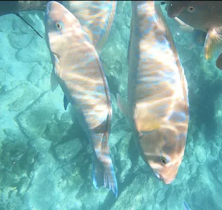 Tota fish