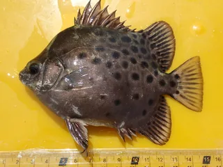Kui fish