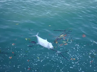 Saram fish