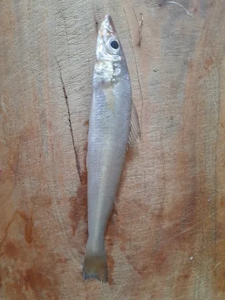 Bhambore fish