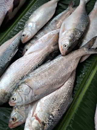 Palla fish