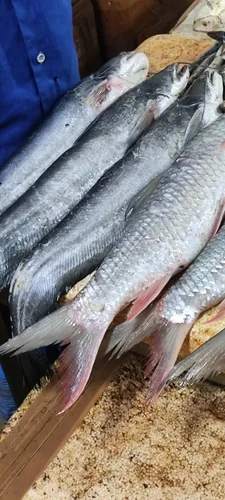 Malli fish